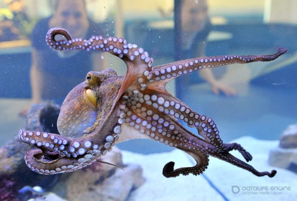 Интересные факты про осьминогов
