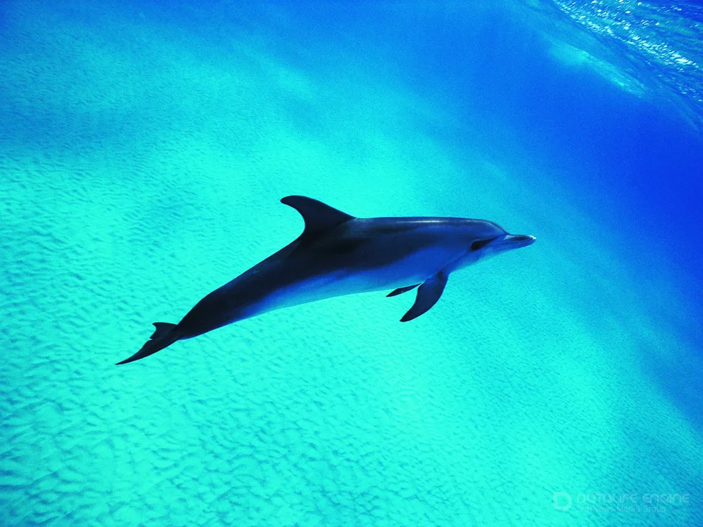 Дельфины - удивительные существа