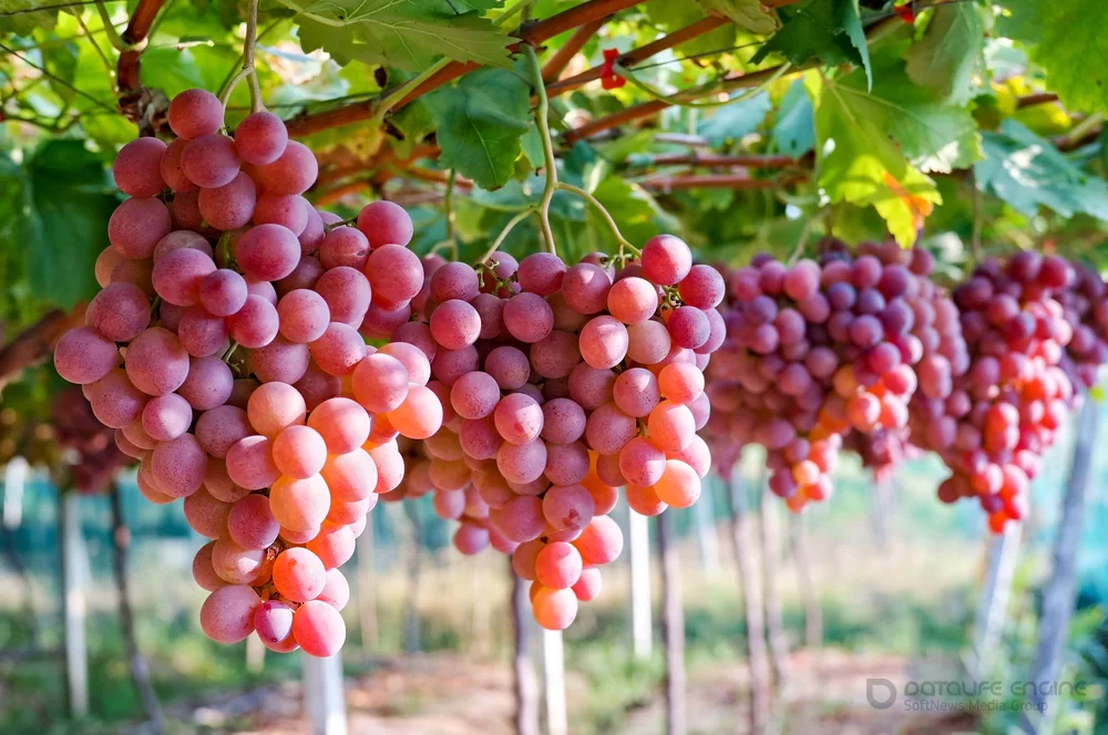 Какая польза в винограде