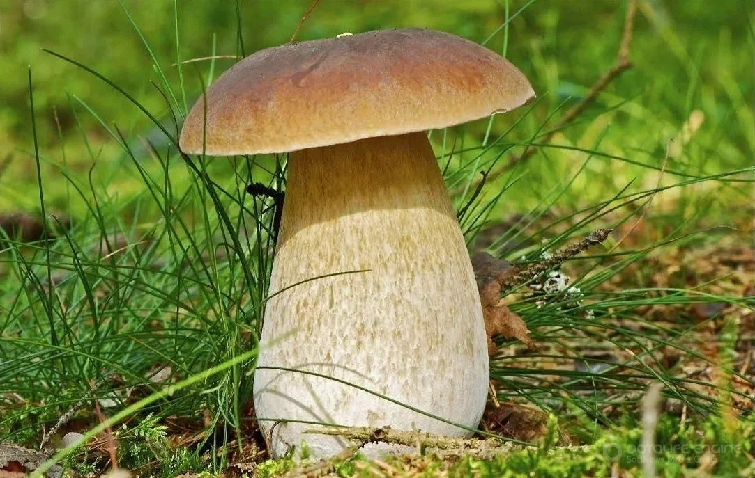 4 самых полезных гриба