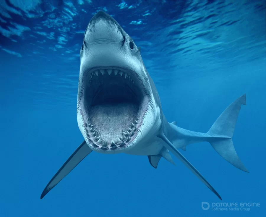 ТОП интересных фактов про акул